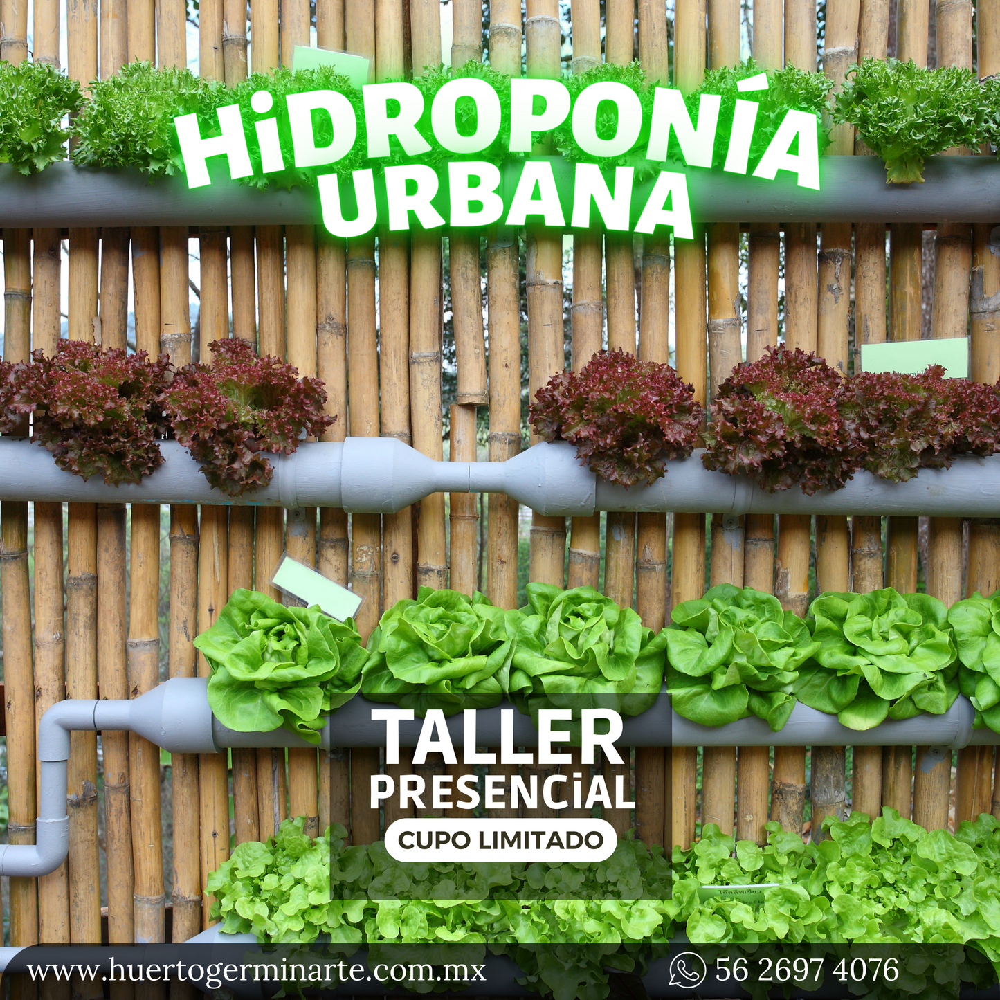 Taller Hidroponía Urbana