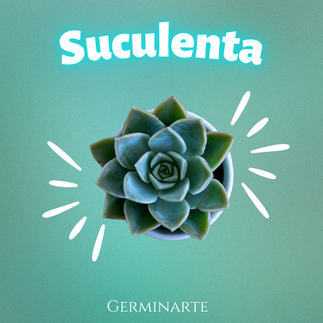 Suculentas