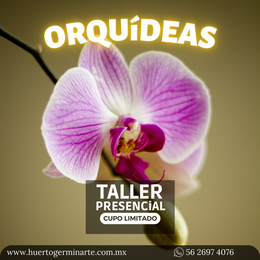 Taller Orquídeas