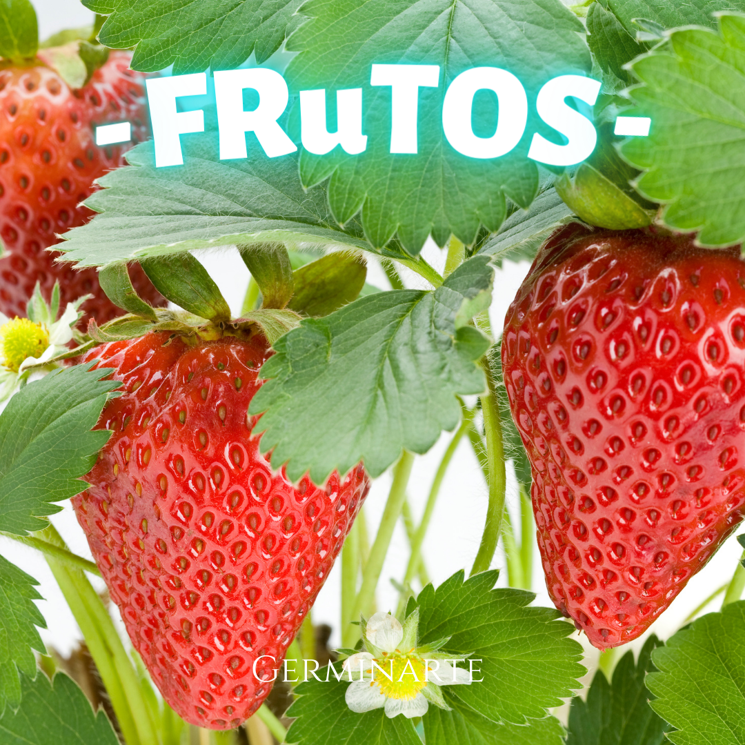 Kit de Cultivo "Frutos"