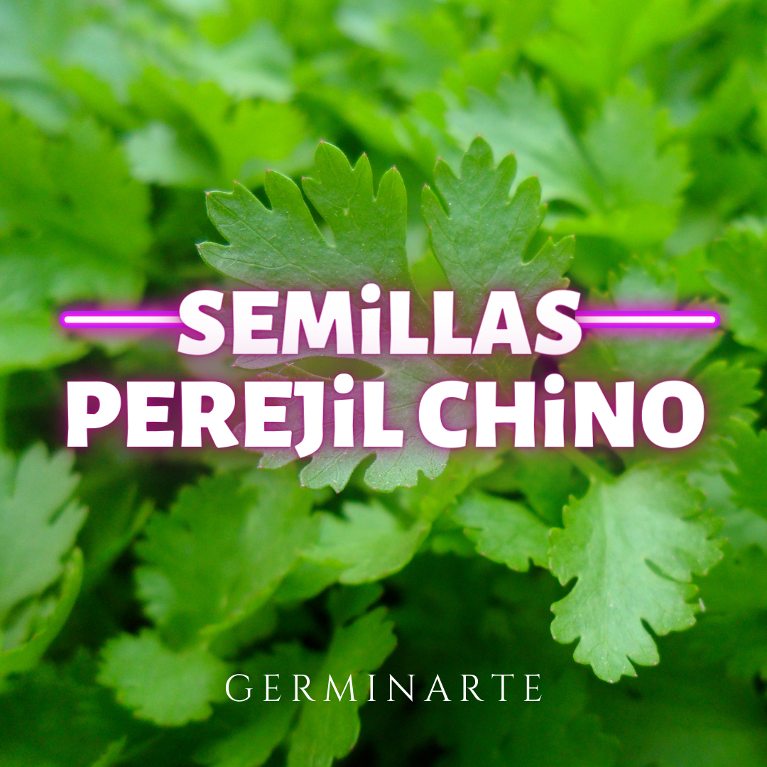 Semilla Prejil Chino