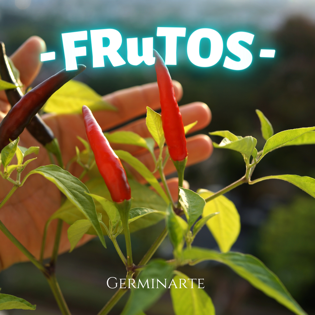 Kit de Cultivo "Frutos"