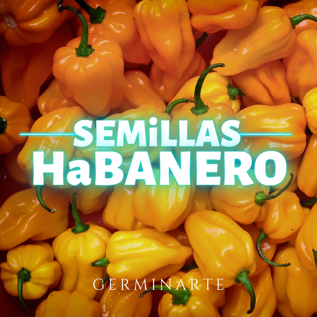 Semilla Habanero