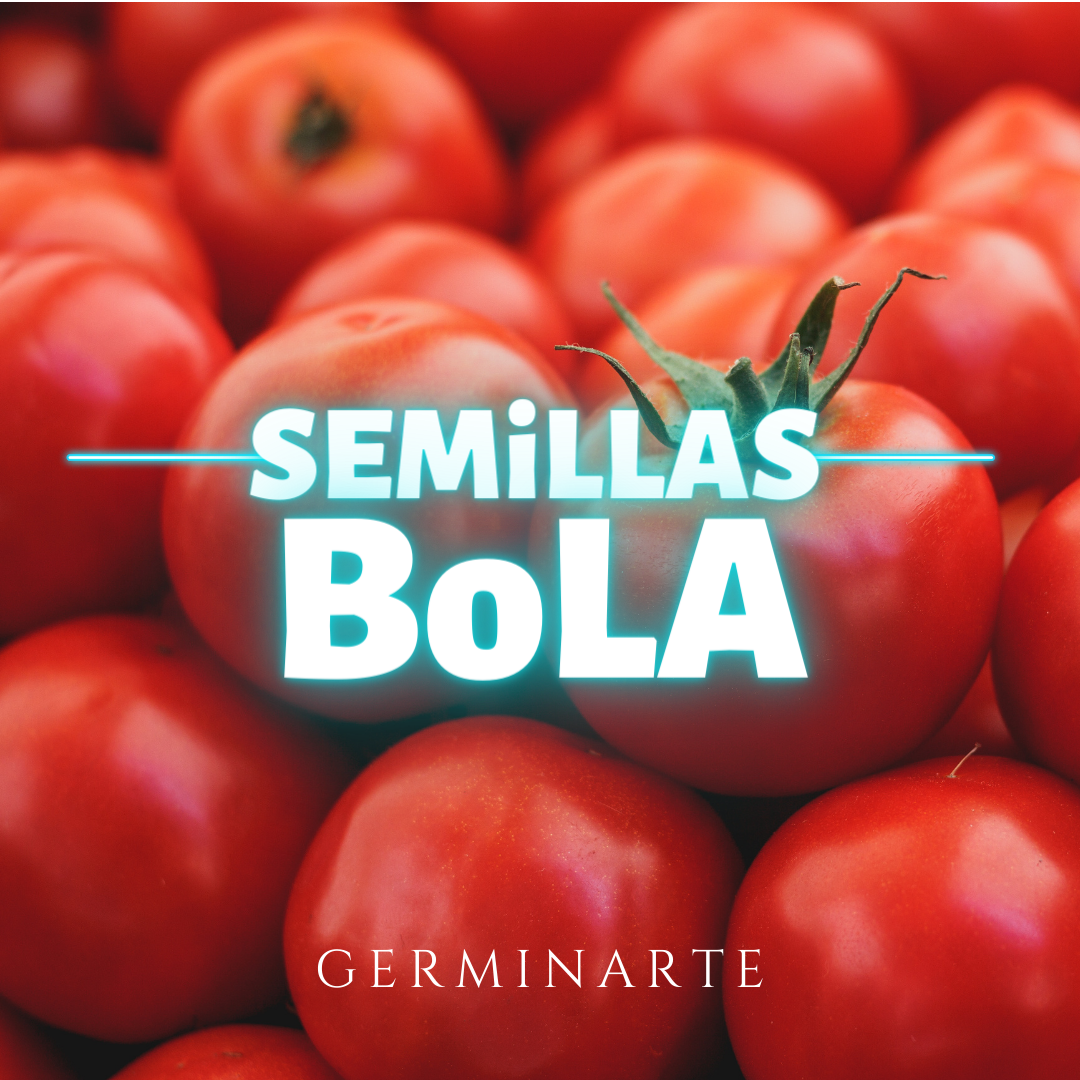 Semilla Tomate bola