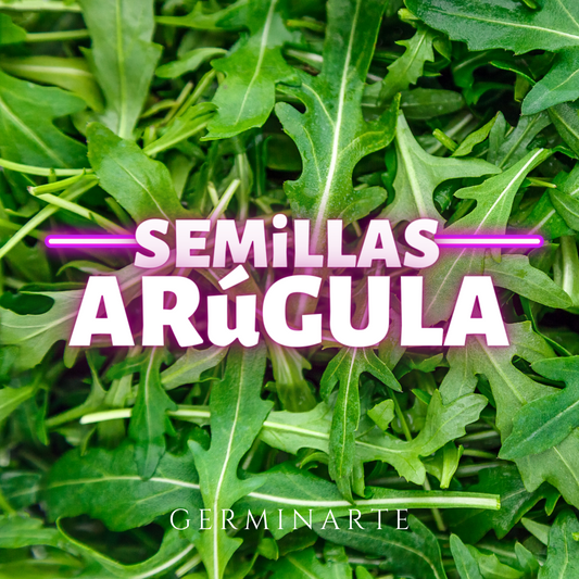 Semilla Arúgula