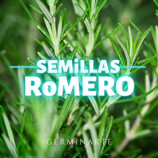 Semilla Romero