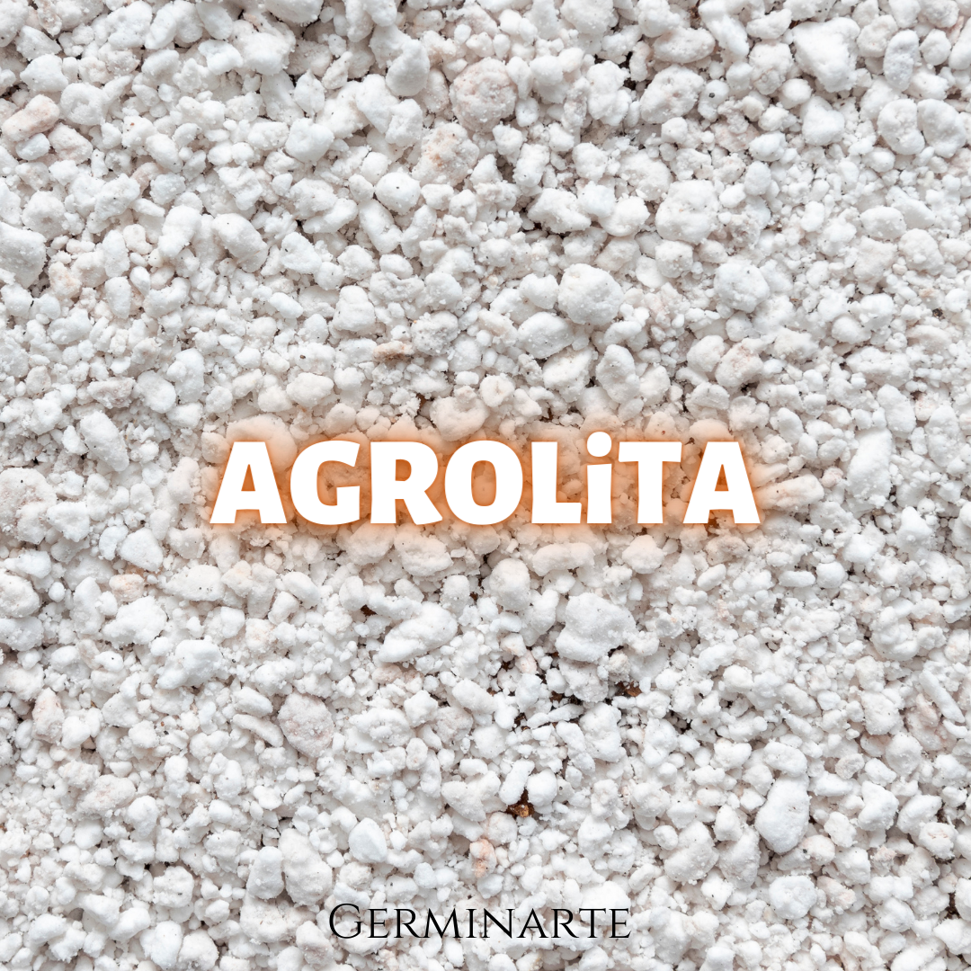 Agrolita