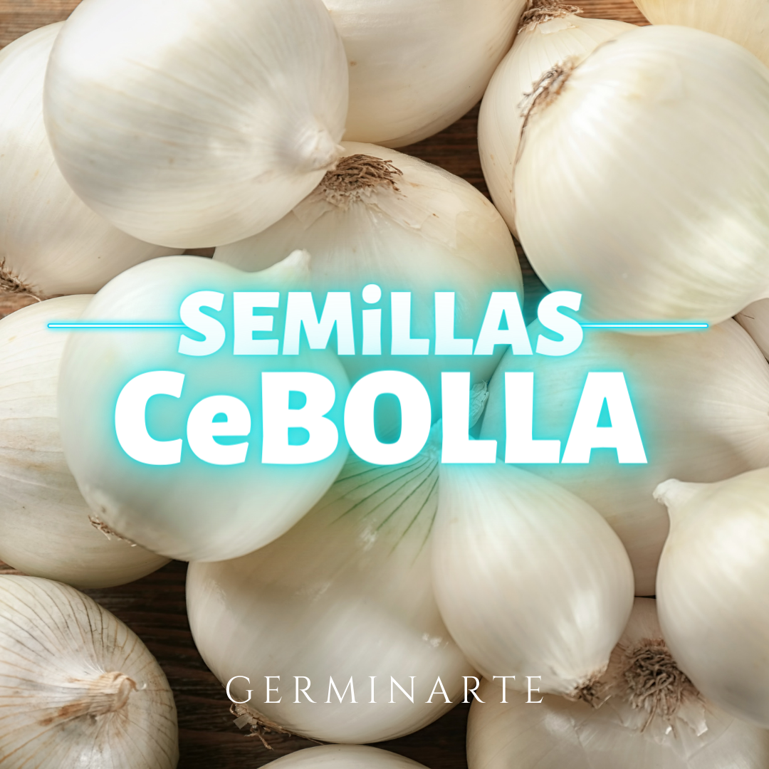 Semilla Cebolla Blanca