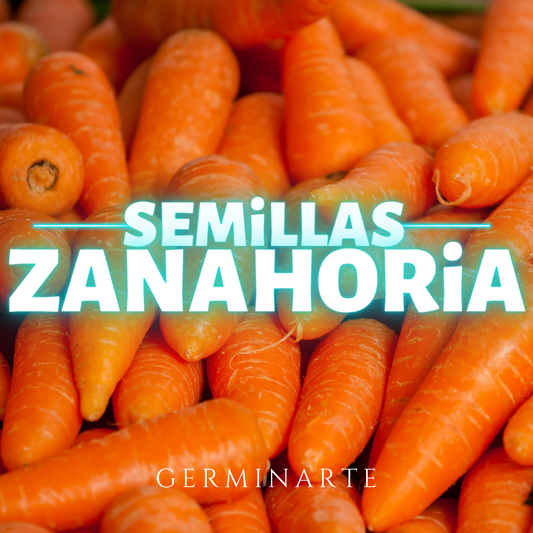 Semilla Zanahoria