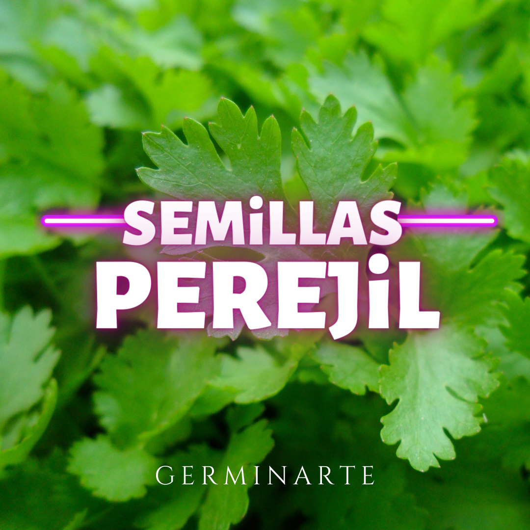 Semilla Perejil Germinartemex