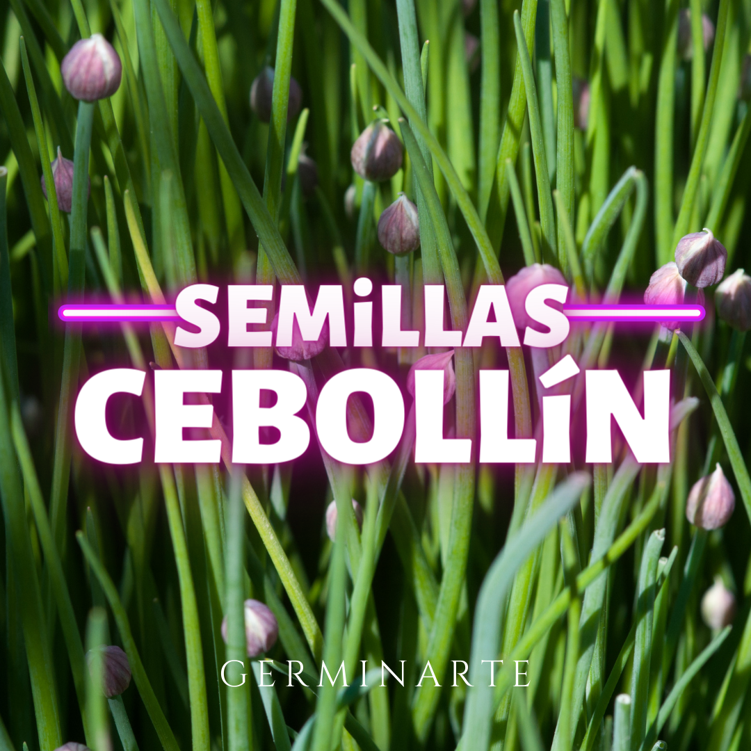 Semilla Cebollín