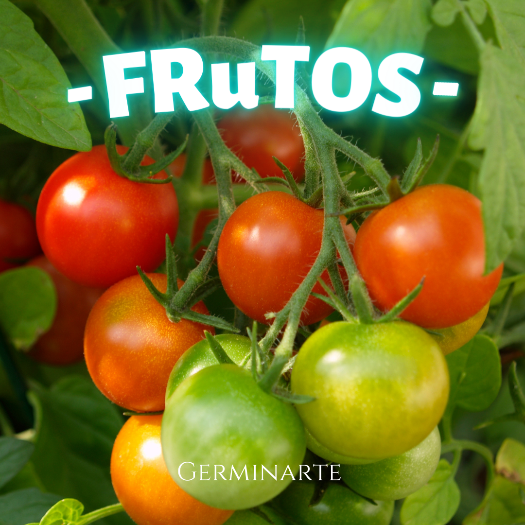 Kit de Cultivo "Frutos"