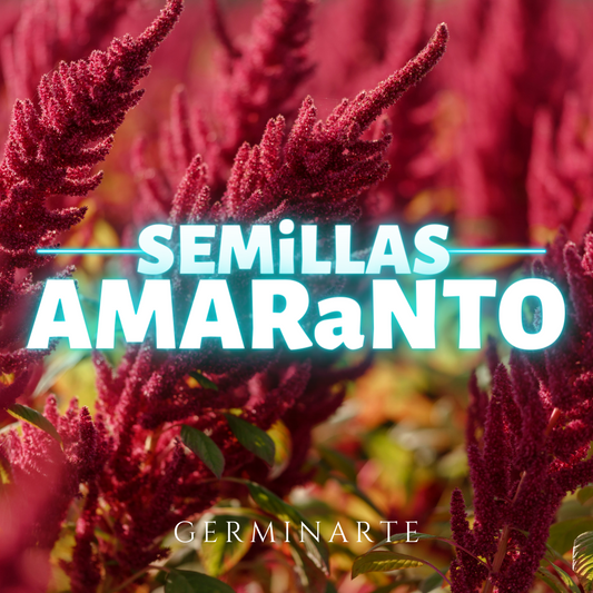Semilla Amaranto