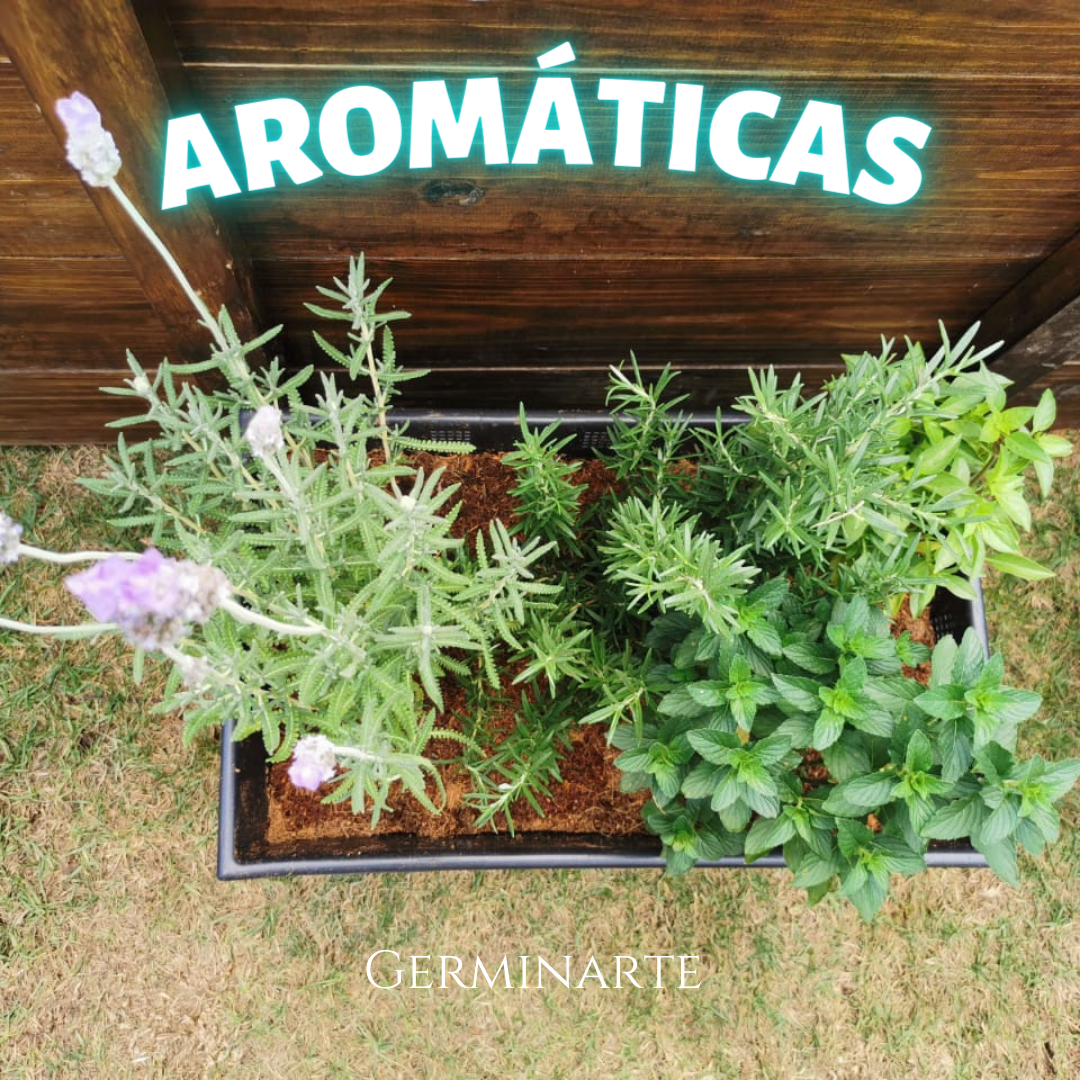 Kit de Cultivo "Aromáticas"