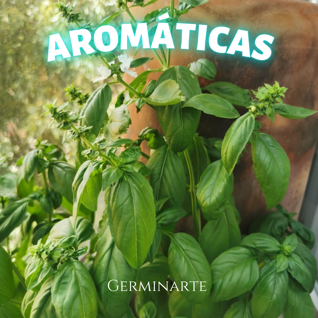 Kit de Cultivo "Aromáticas"