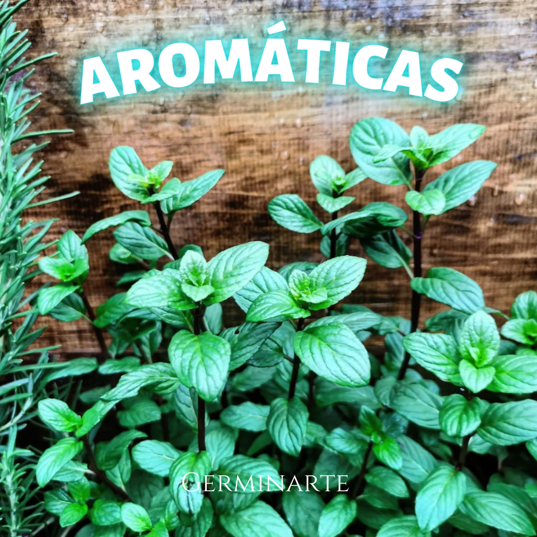 Kit de Cultivo "Aromáticas"