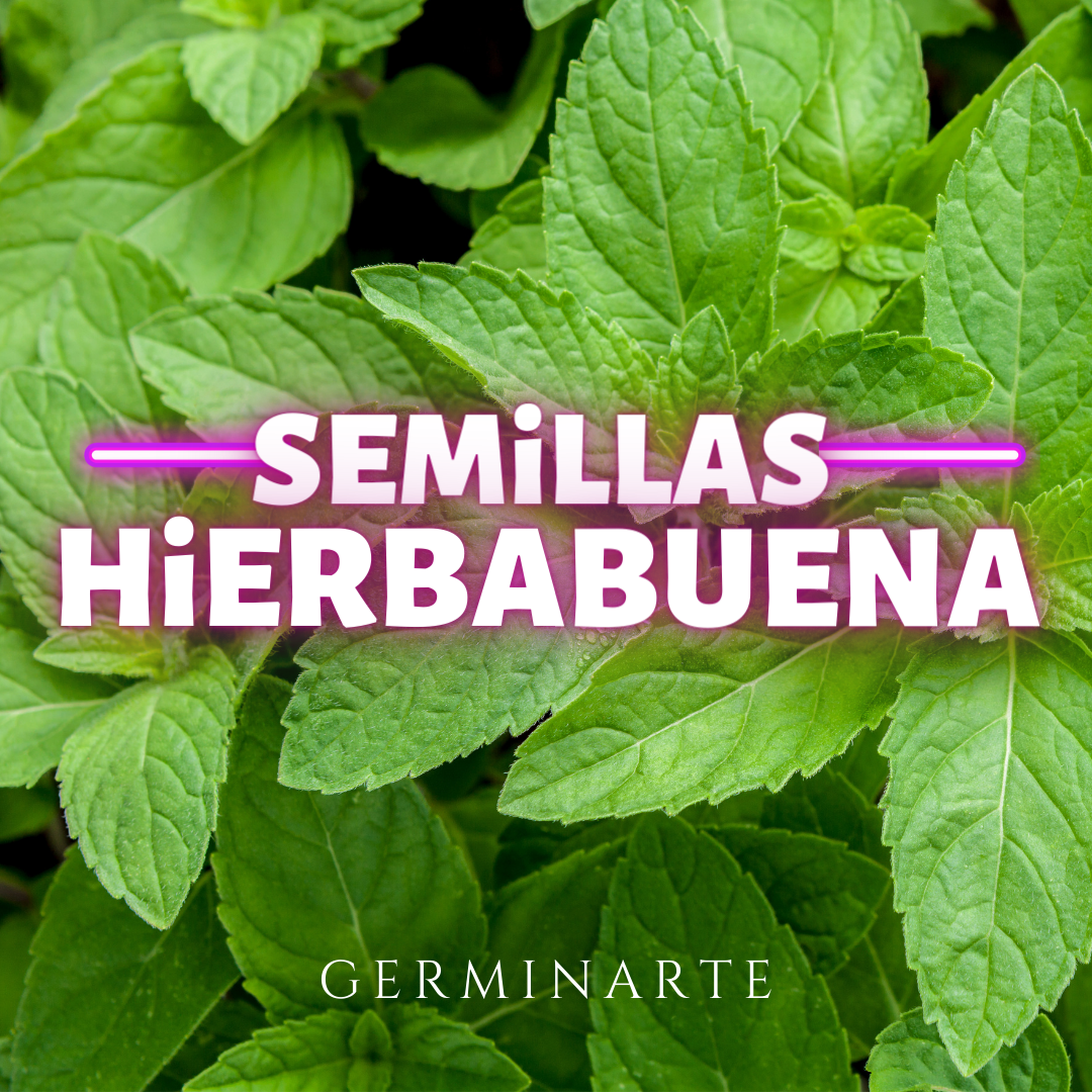 Semilla Hierbabuena