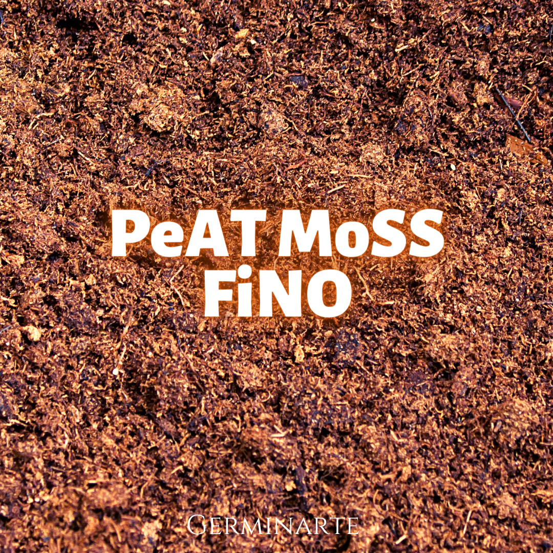 Peat moss Medio